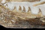 Associated Fossil Mosasaur (Tethysaurus) Jaws - Asfla, Morocco #180853-3